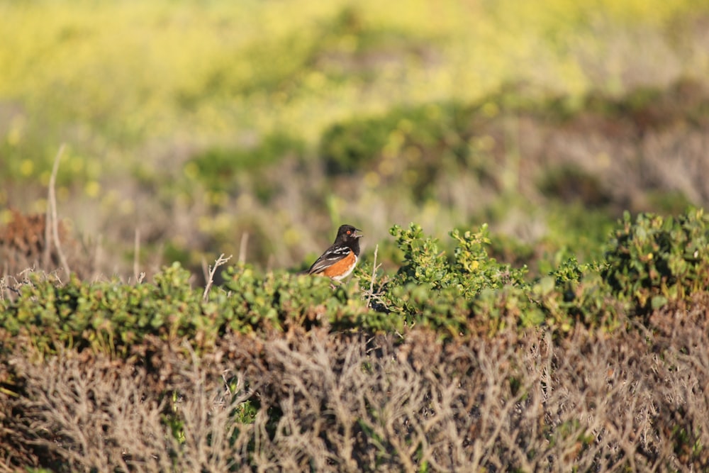 a small bird perched on top of a bush