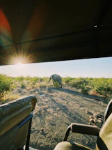 A serene jungle path leading to a parked safari jeep with elephants visible in the distance under a golden sunset.