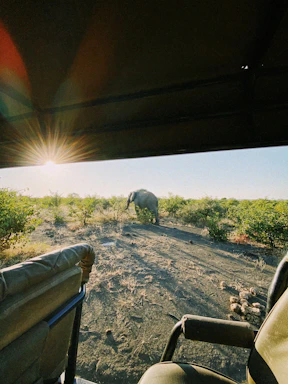 A serene jungle path leading to a parked safari jeep with elephants visible in the distance under a golden sunset.