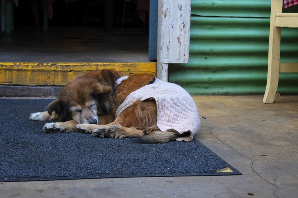 um cão marrom e branco deitado em cima de um tapete
