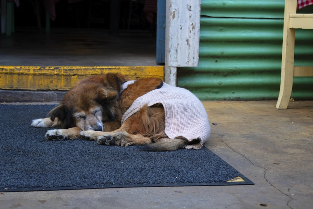 a brown and white dog laying on top of a rug