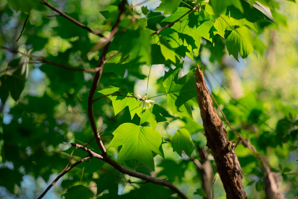 a tree branch with green leaves in a forest