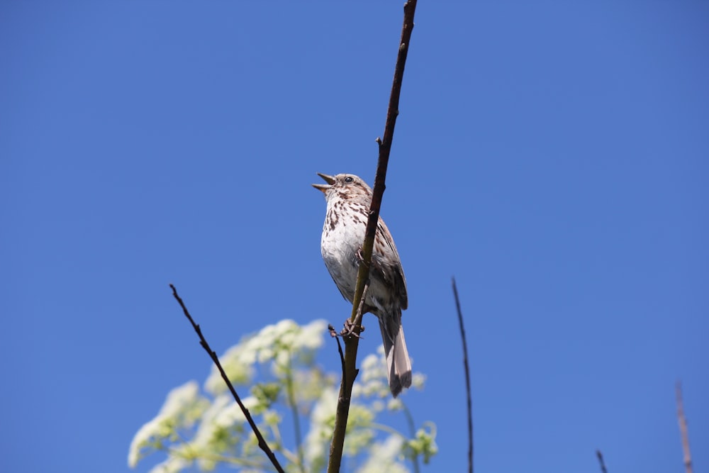 a bird sitting on a branch with its mouth open