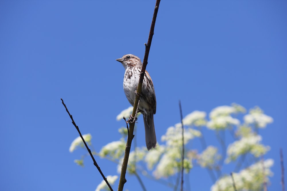 a bird sitting on a branch of a tree