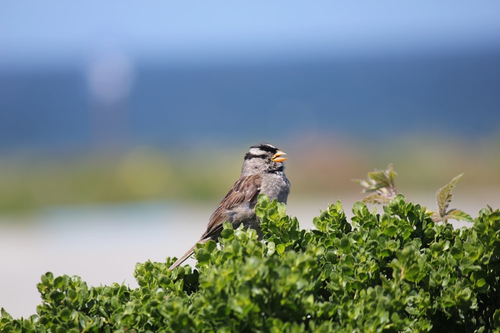 a bird sitting on top of a green bush