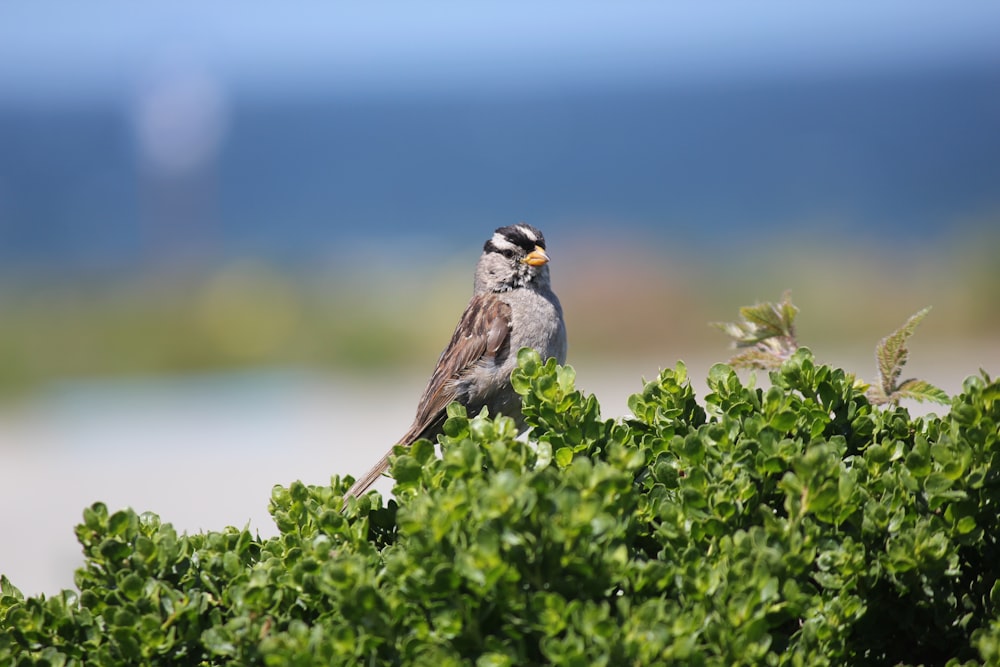 Un pequeño pájaro encaramado en la cima de un arbusto verde