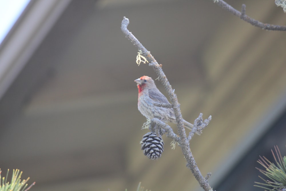 a bird perched on a branch with a pine cone