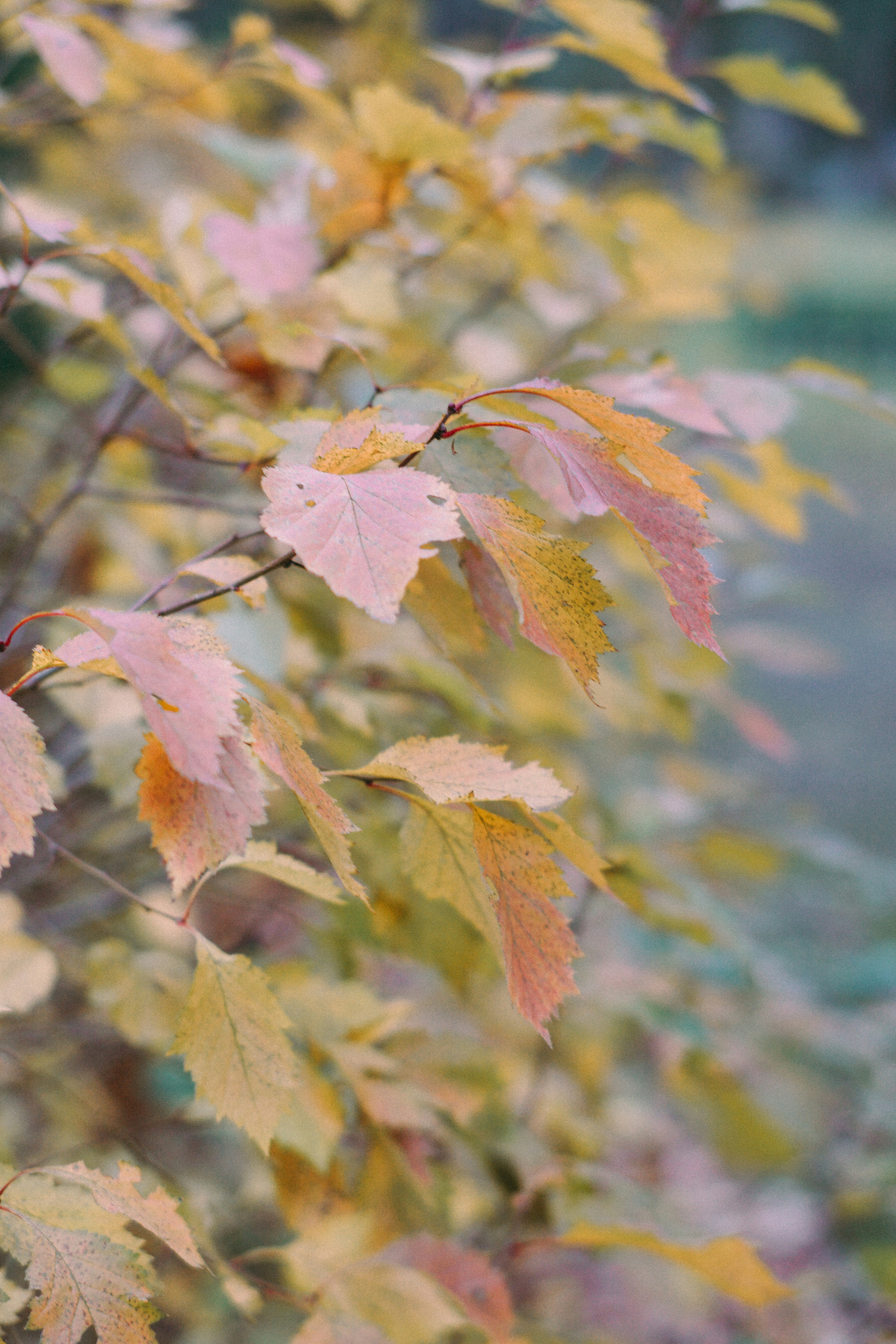 Photo by dashakrotiphoto