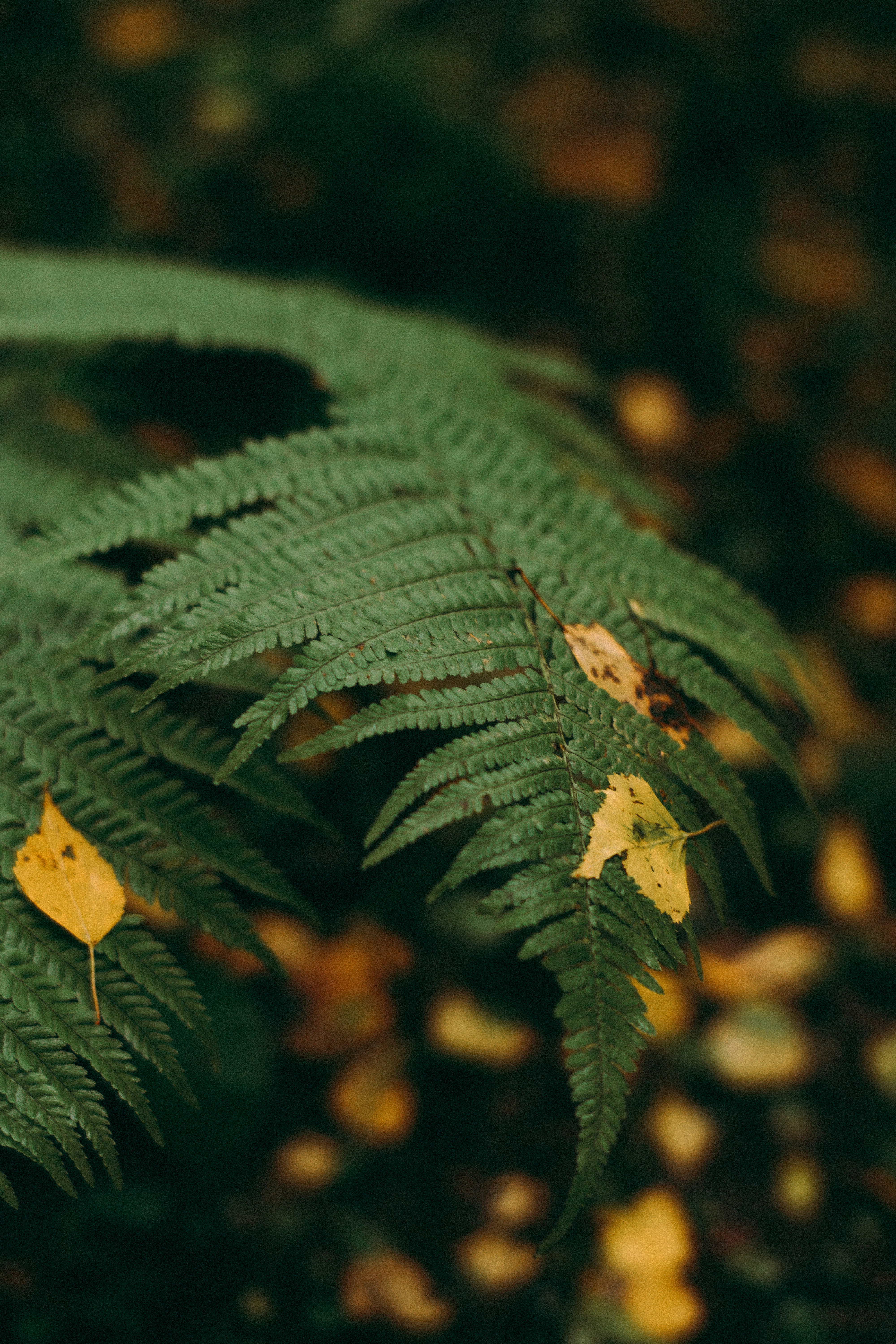 Photo by dashakrotiphoto