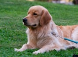 Close-up of a spotless lawn with a happy golden retriever playing.