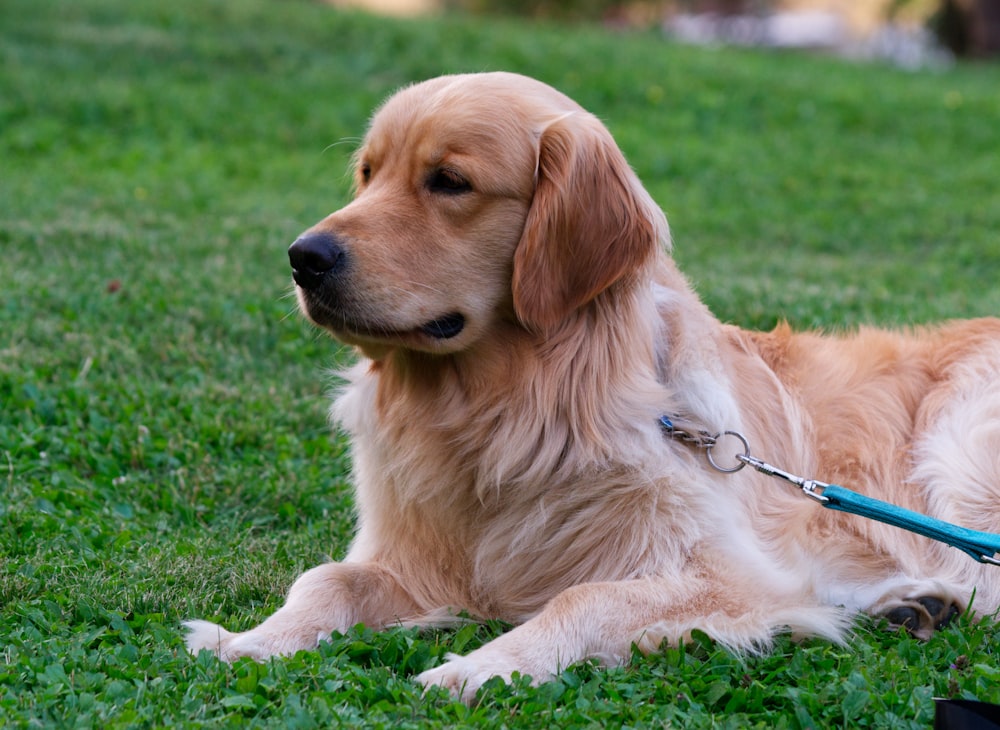 a golden retriever laying in the grass with a blue leash