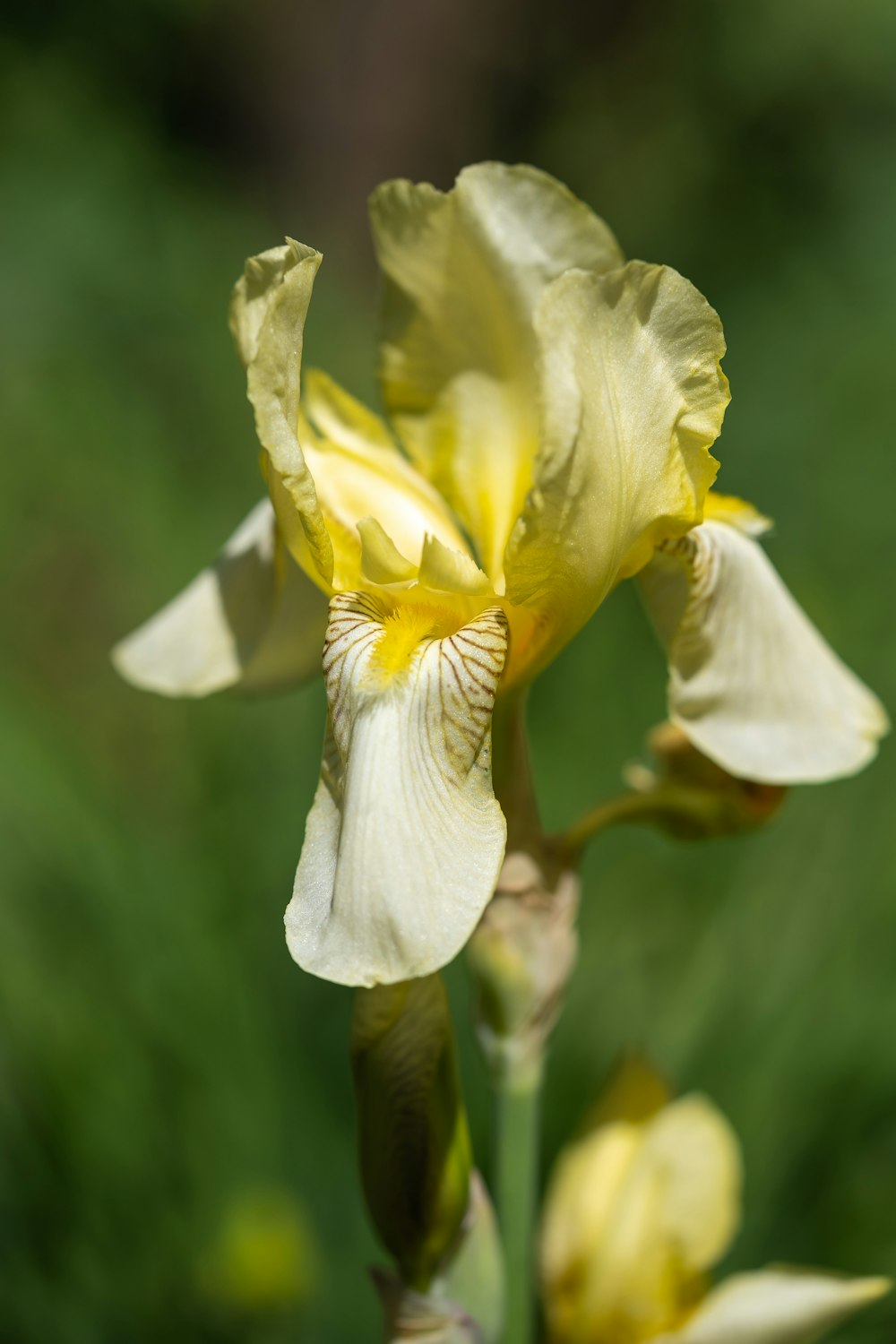 a close up of a yellow flower with a blurry background