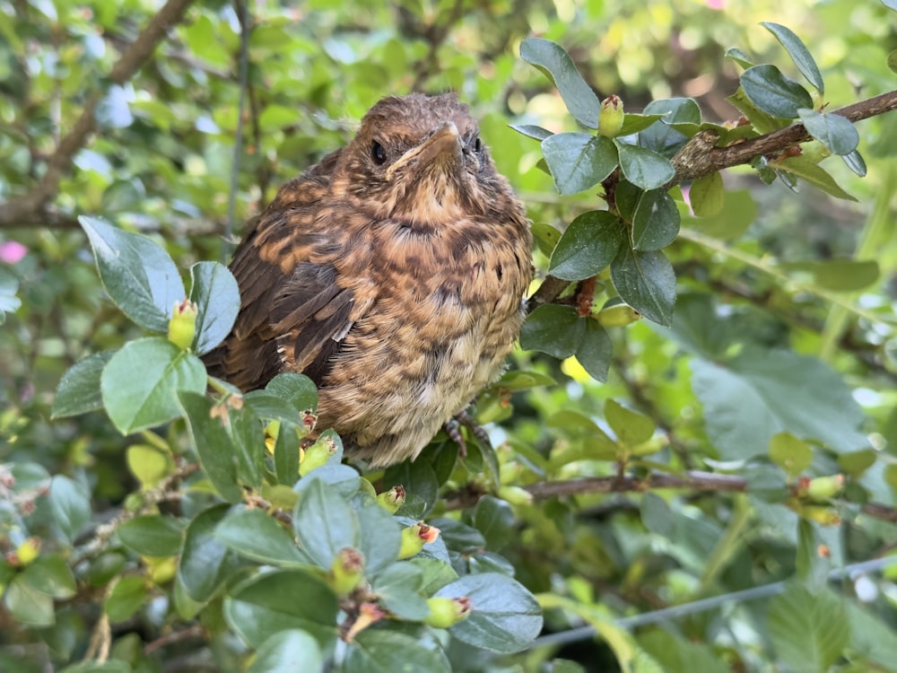 a brown bird sitting on top of a tree branch