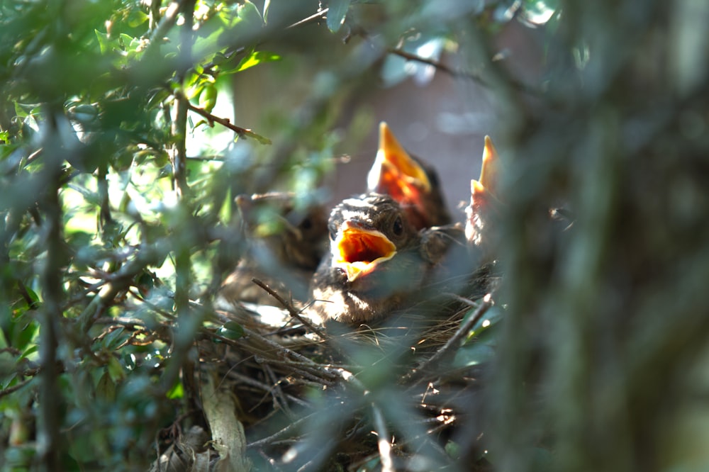 a baby bird sitting in a nest in a tree