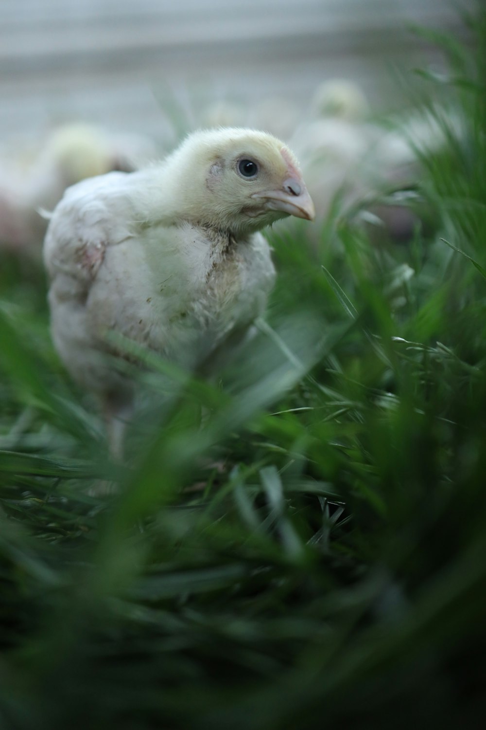 a small white chicken standing in the grass