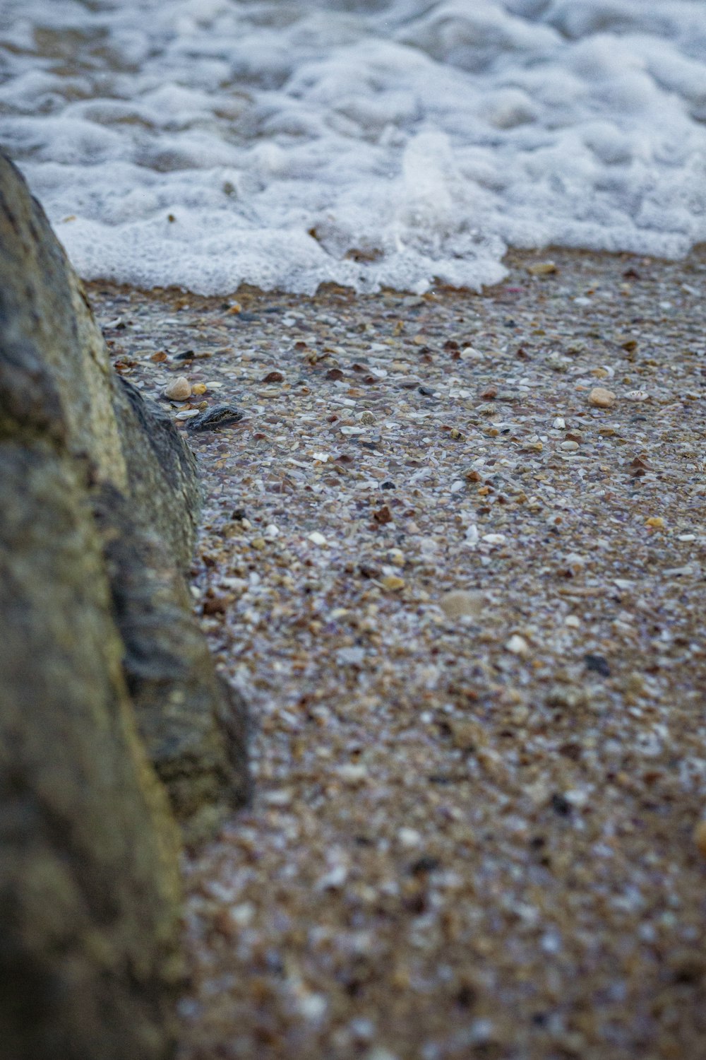 海の隣のビーチに立つ鳥