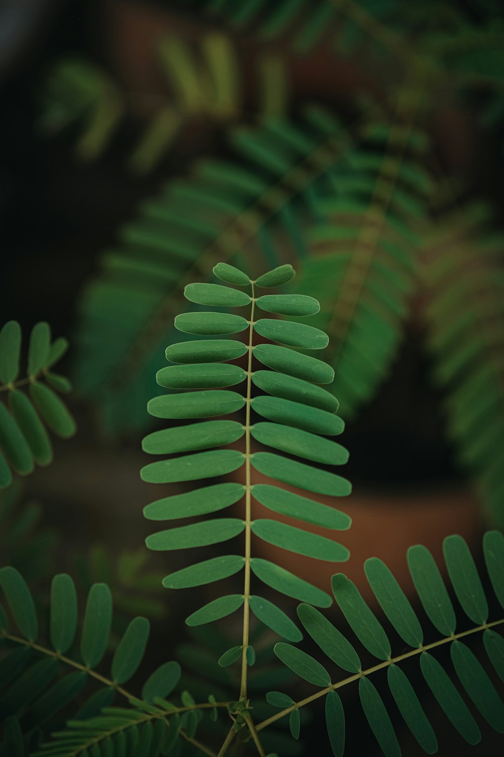 a close up of a green leaf on a plant