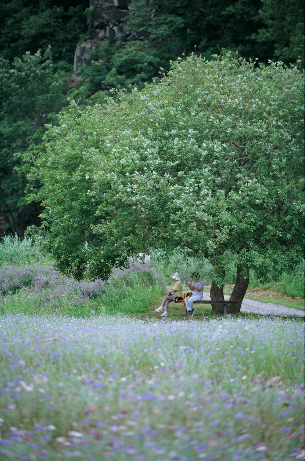 a couple of people sitting on a bench under a tree