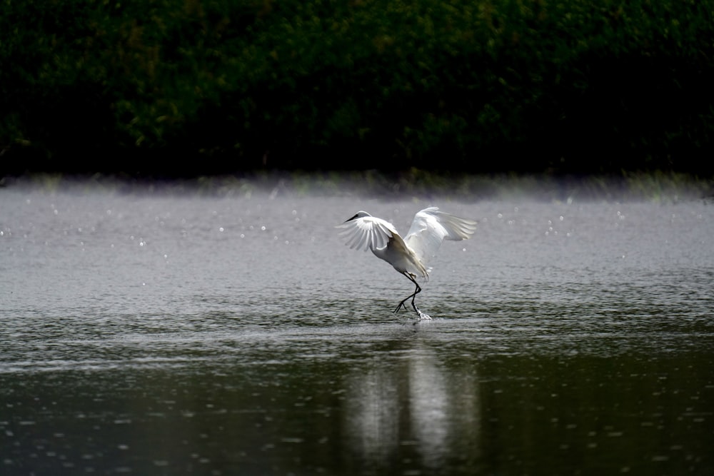 a large white bird flying over a body of water