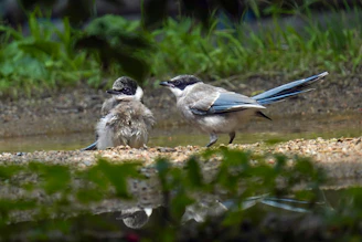 a couple of birds standing next to a body of water