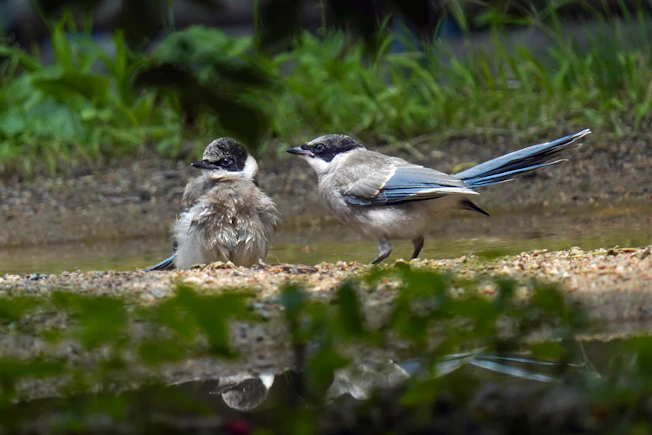 a couple of birds standing next to a body of water