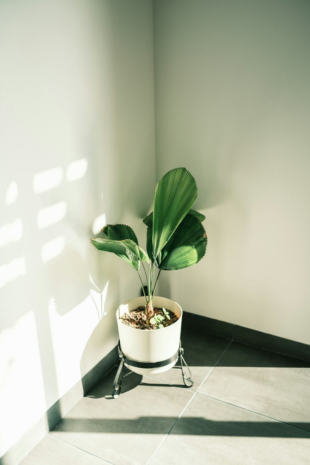 a potted plant sitting in a corner of a room