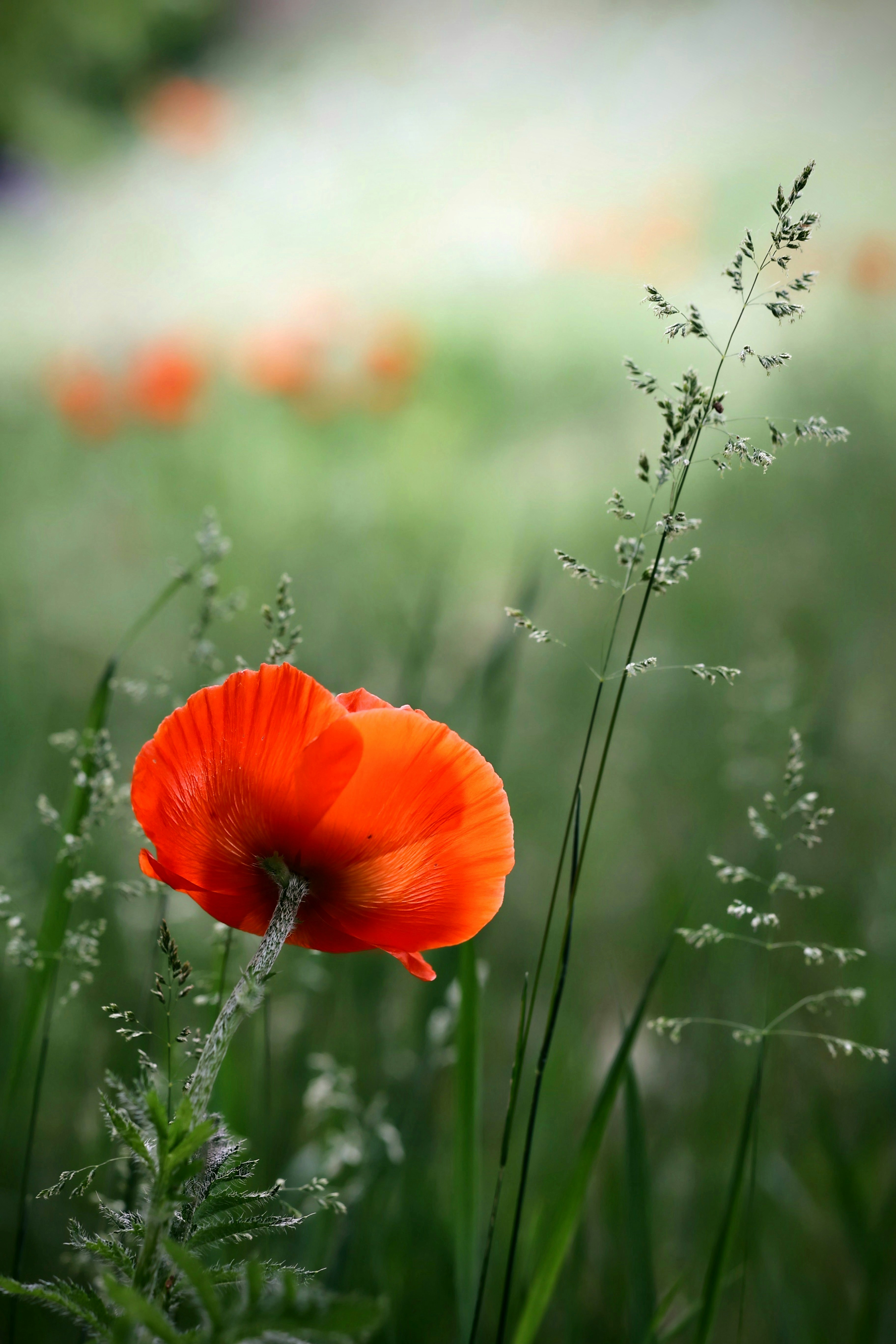 eine rote Blume in einem Feld mit grünem Gras