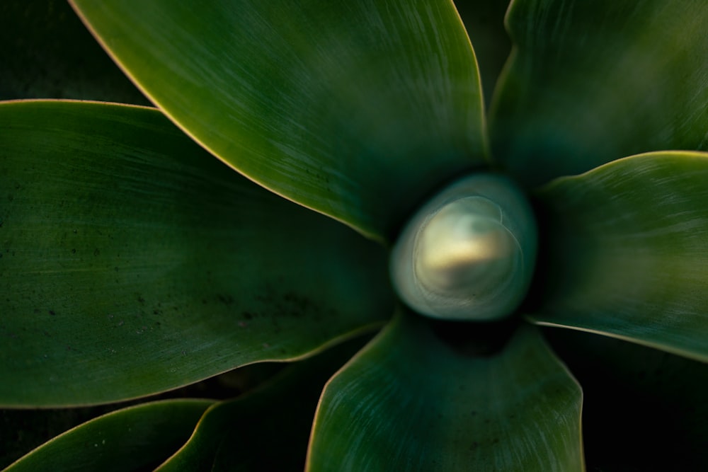 a close up of a green plant with leaves