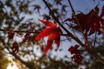 Close-up of vibrant red maple leaves glowing in autumn sunlight.