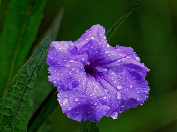 Raindrops sparkling on a deep purple flower after a gentle spring shower