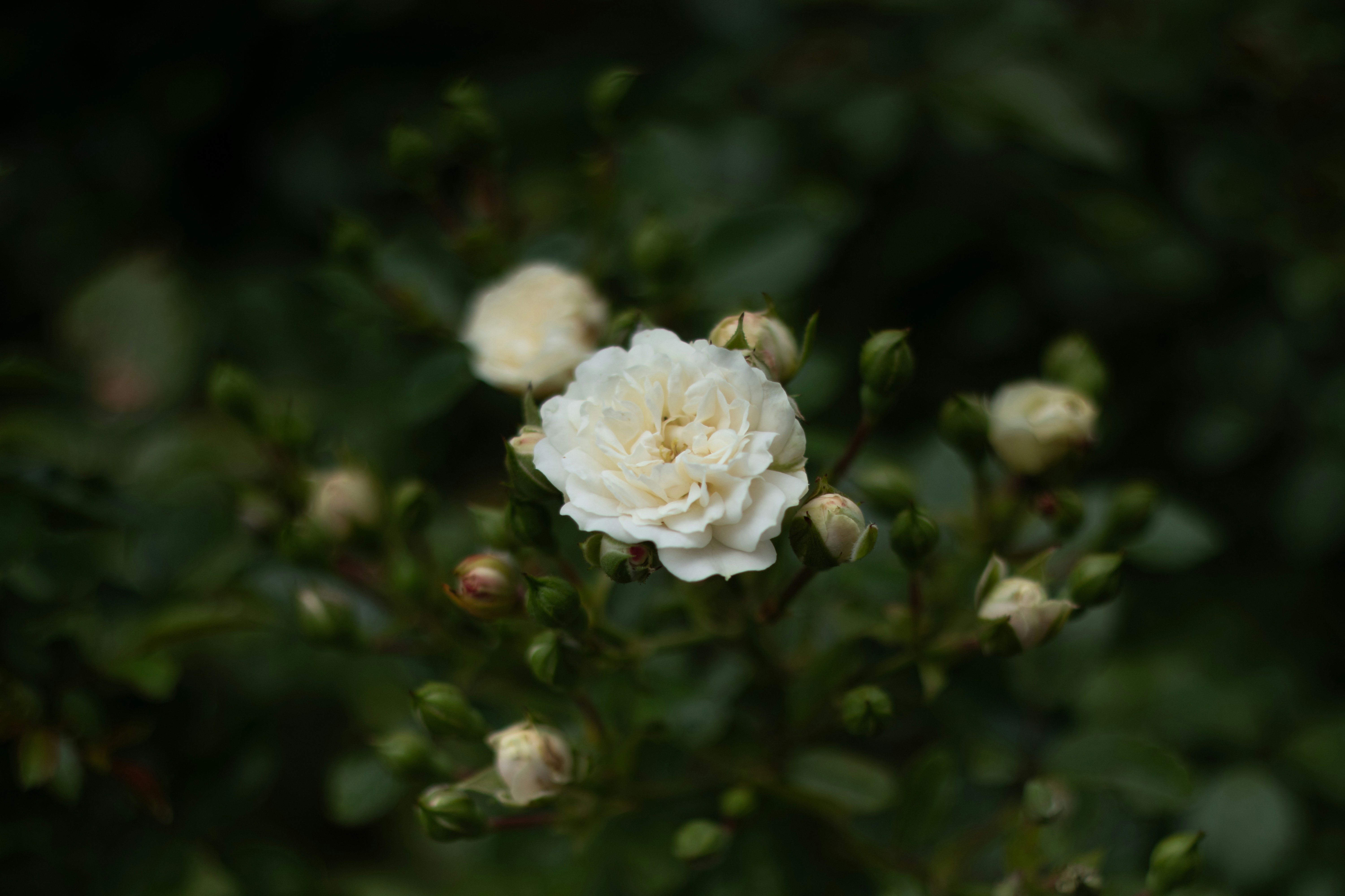 Photo by takatsuchida