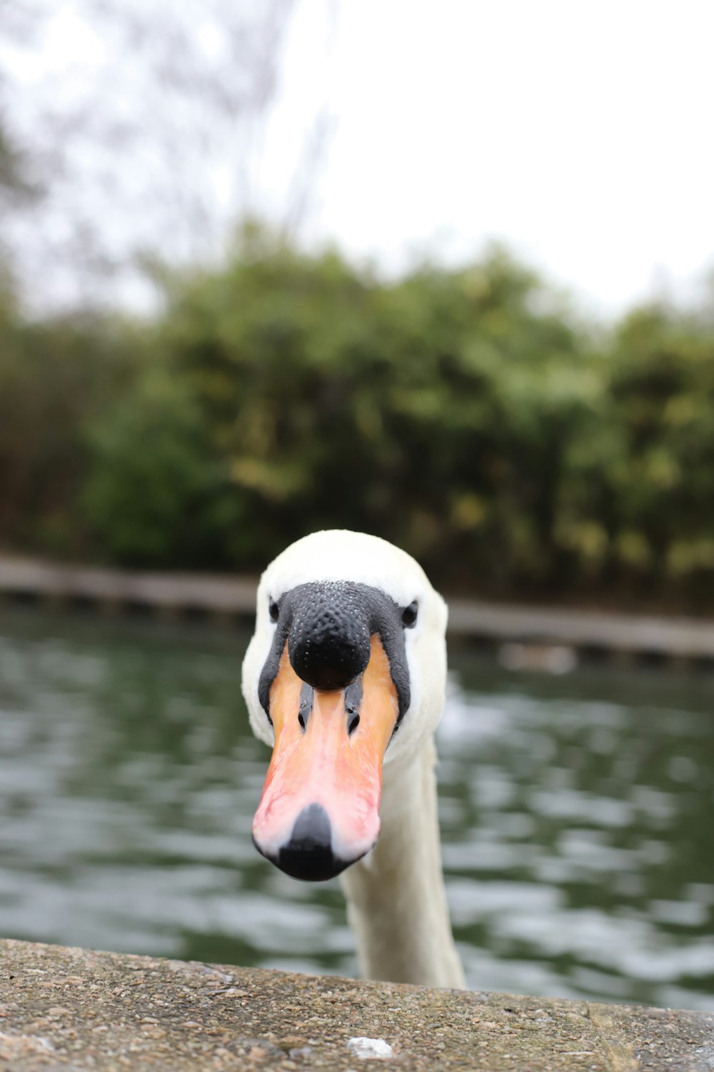 a close up of a swan near a body of water