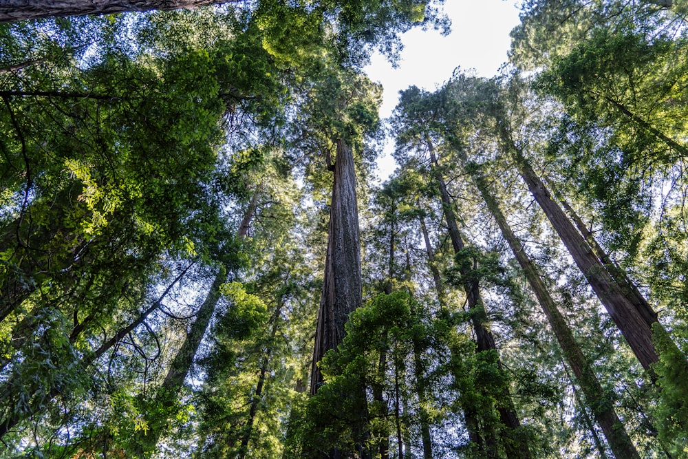 tall trees stand in the middle of a forest