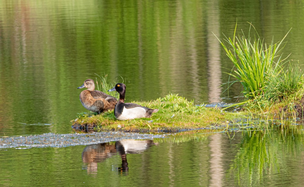 a couple of ducks sitting on top of a small island