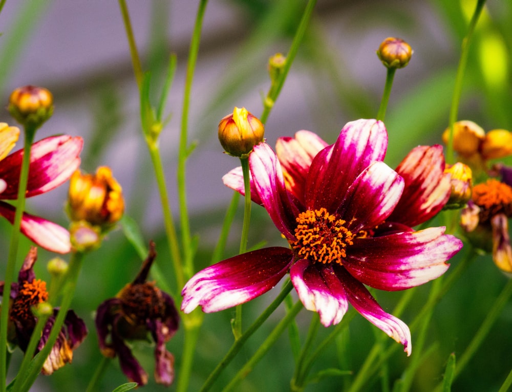 a bunch of flowers that are in the grass