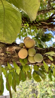 A cluster of small round fruits grows on a tree branch surrounded by lush, green leaves. The leaves are broad and glossy, while the branch is covered with a layer of moss. Thin, elongated seed pods hang from the branch. The setting hints at a vibrant natural environment, likely a tropical or subtropical region.
