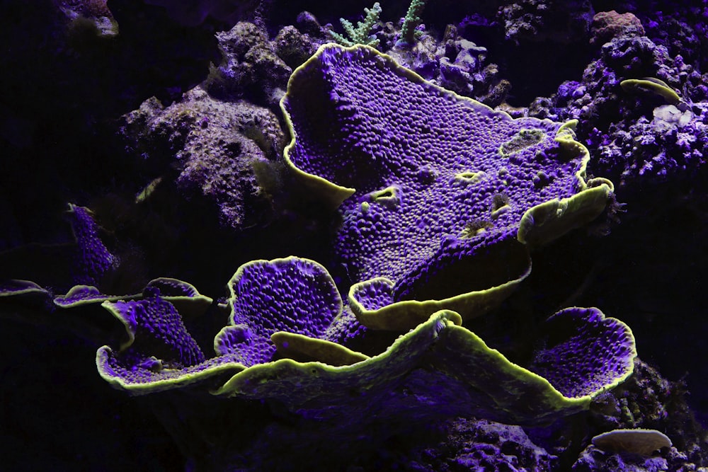 a close up of a purple and green coral
