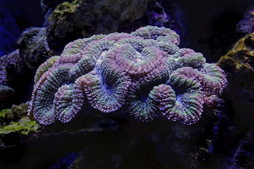 A vibrant coral reef with intricate, textured patterns and undulating shapes. The coral exhibits multiple colors, including shades of purple, green, and blue. The surrounding environment is dark, which contrasts with the bright colors of the coral.