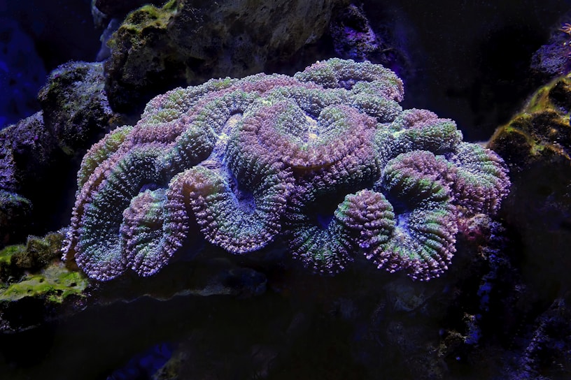 A vibrant coral reef with intricate, textured patterns and undulating shapes. The coral exhibits multiple colors, including shades of purple, green, and blue. The surrounding environment is dark, which contrasts with the bright colors of the coral.