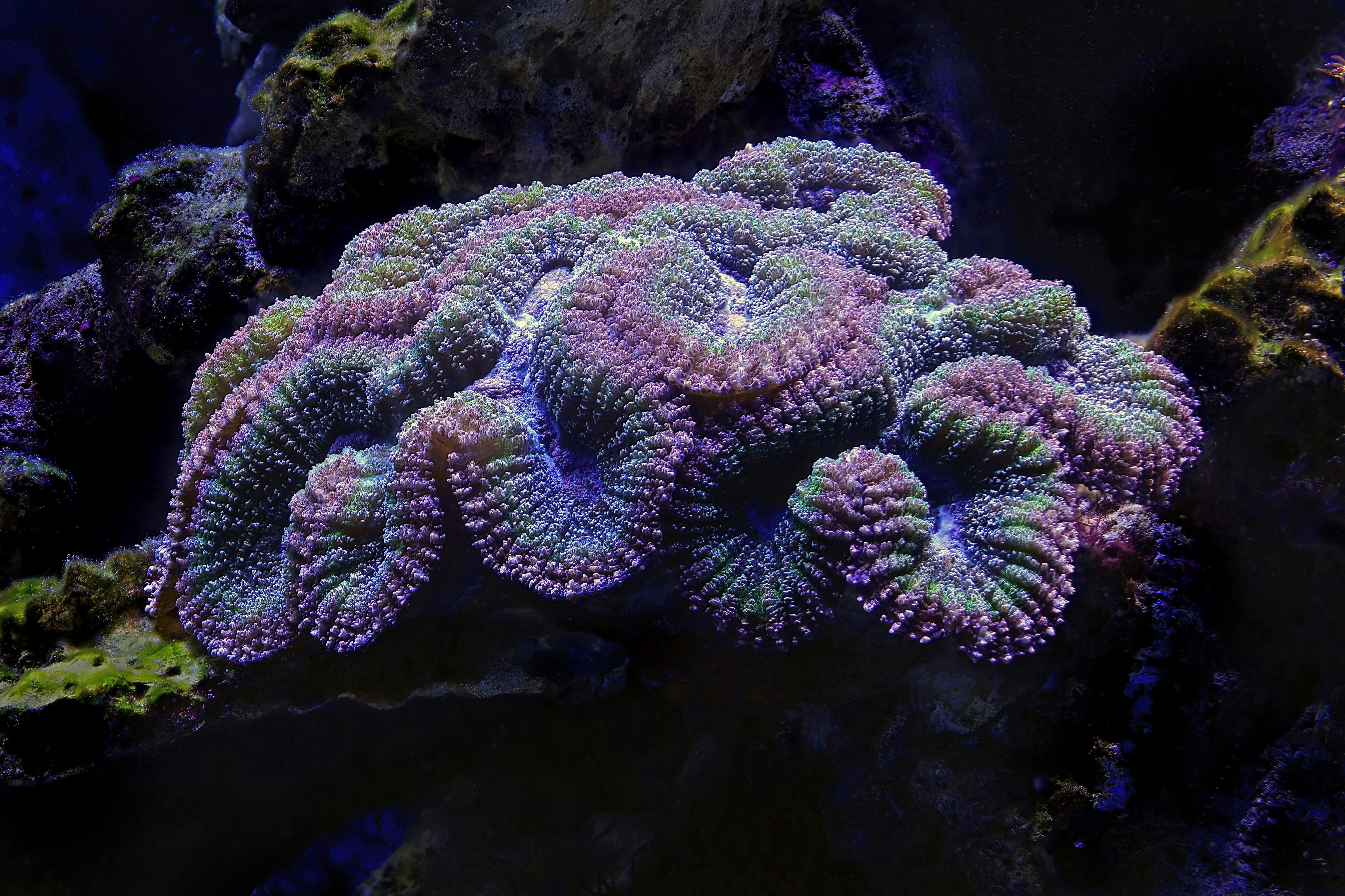 A type of Brain Coral at the Cairns Aquarium in Australia.
