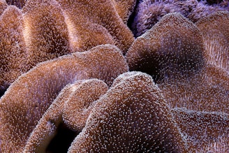 a close up of a coral with lots of bubbles