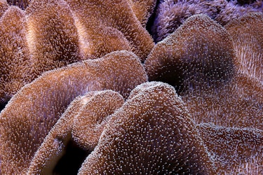 a close up of a coral with lots of bubbles