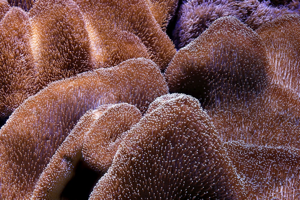 a close up of a coral with lots of bubbles