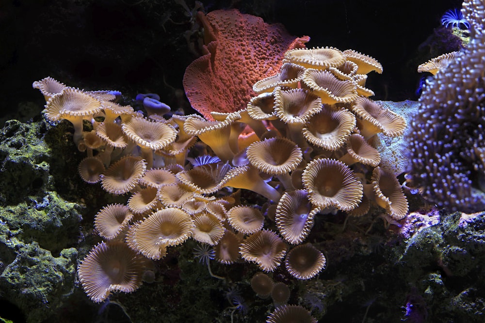 a group of corals and sea anemones in an aquarium