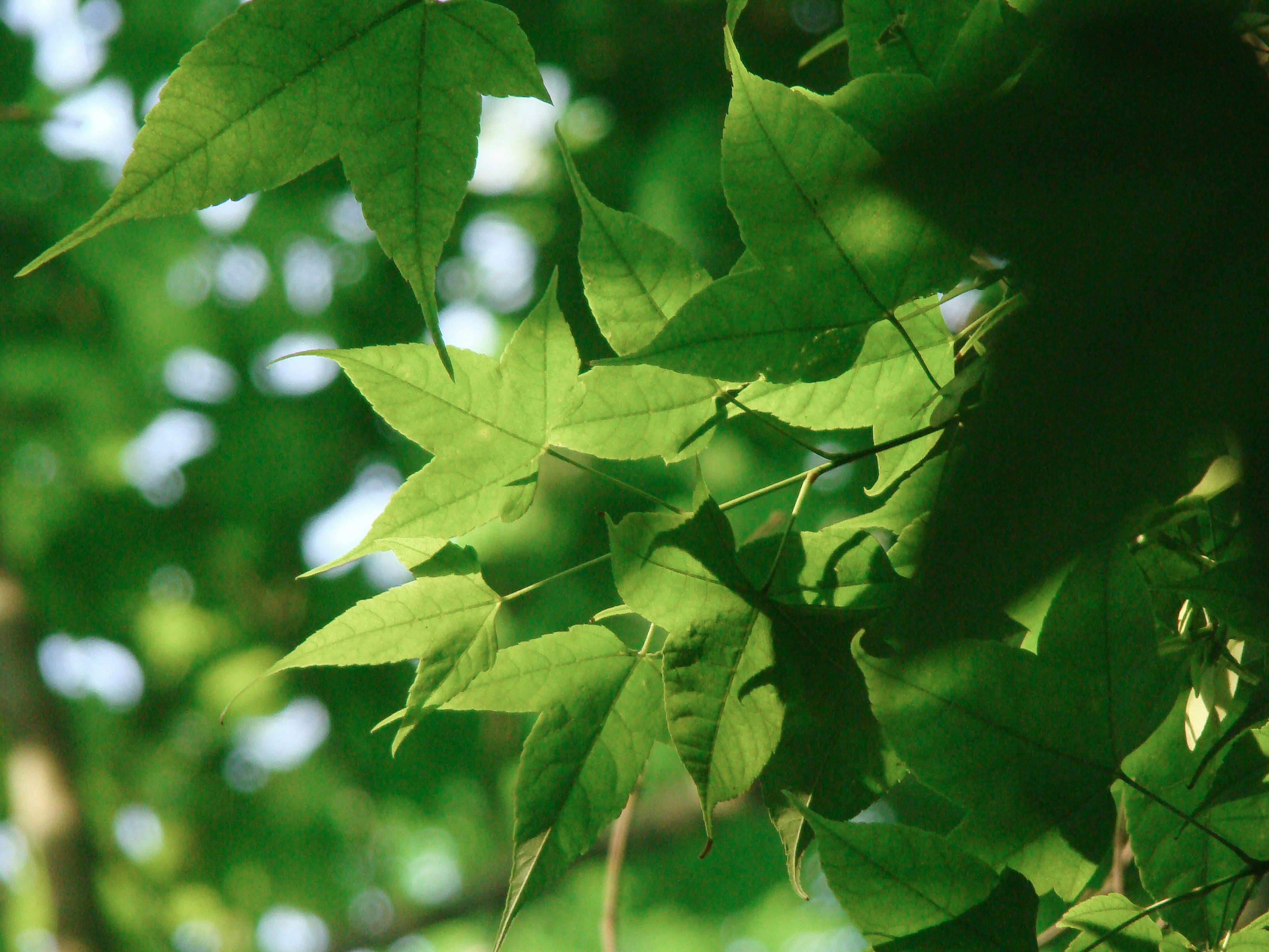 Photo by maro_of_sengu