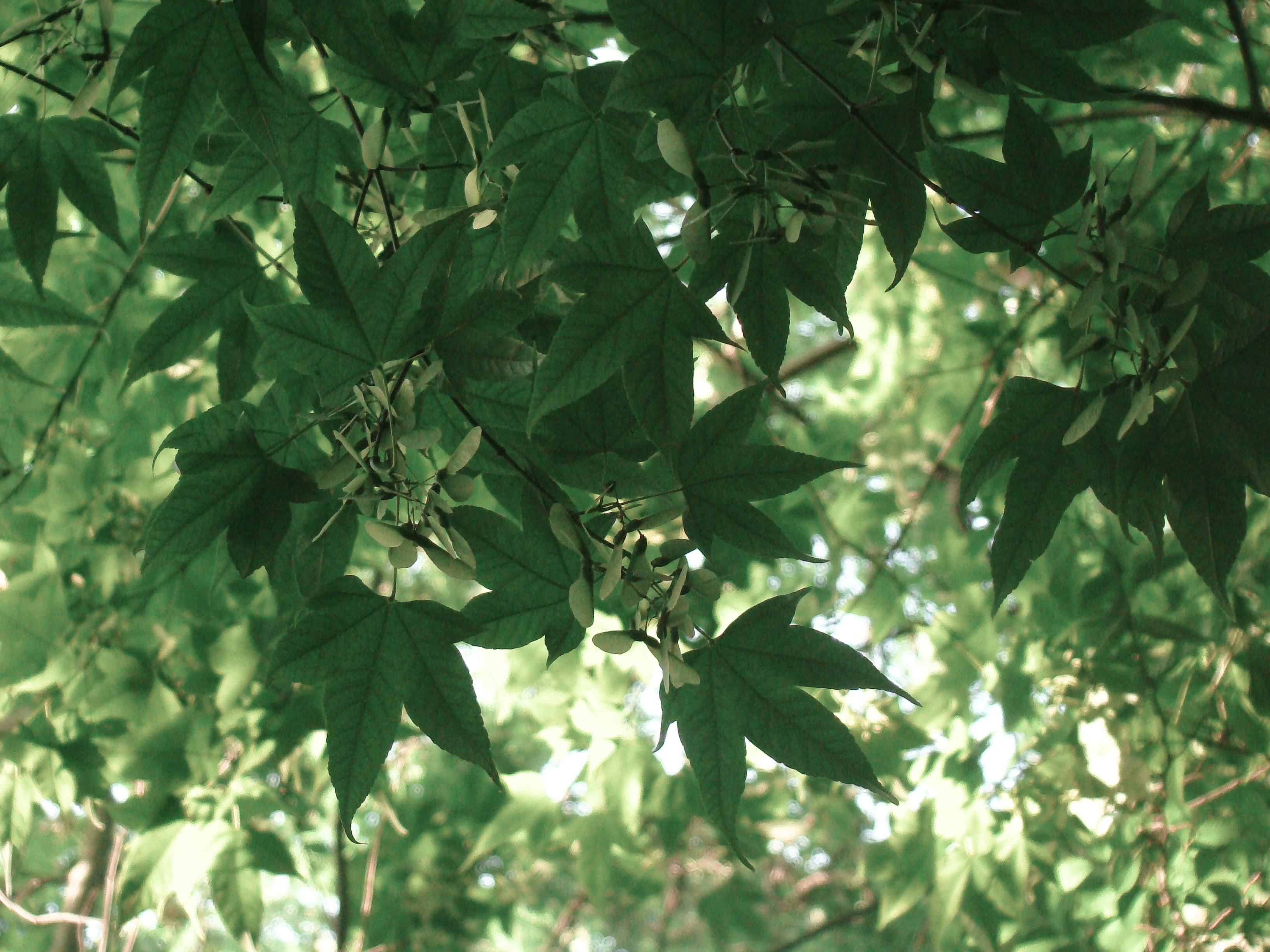 Photo by maro_of_sengu