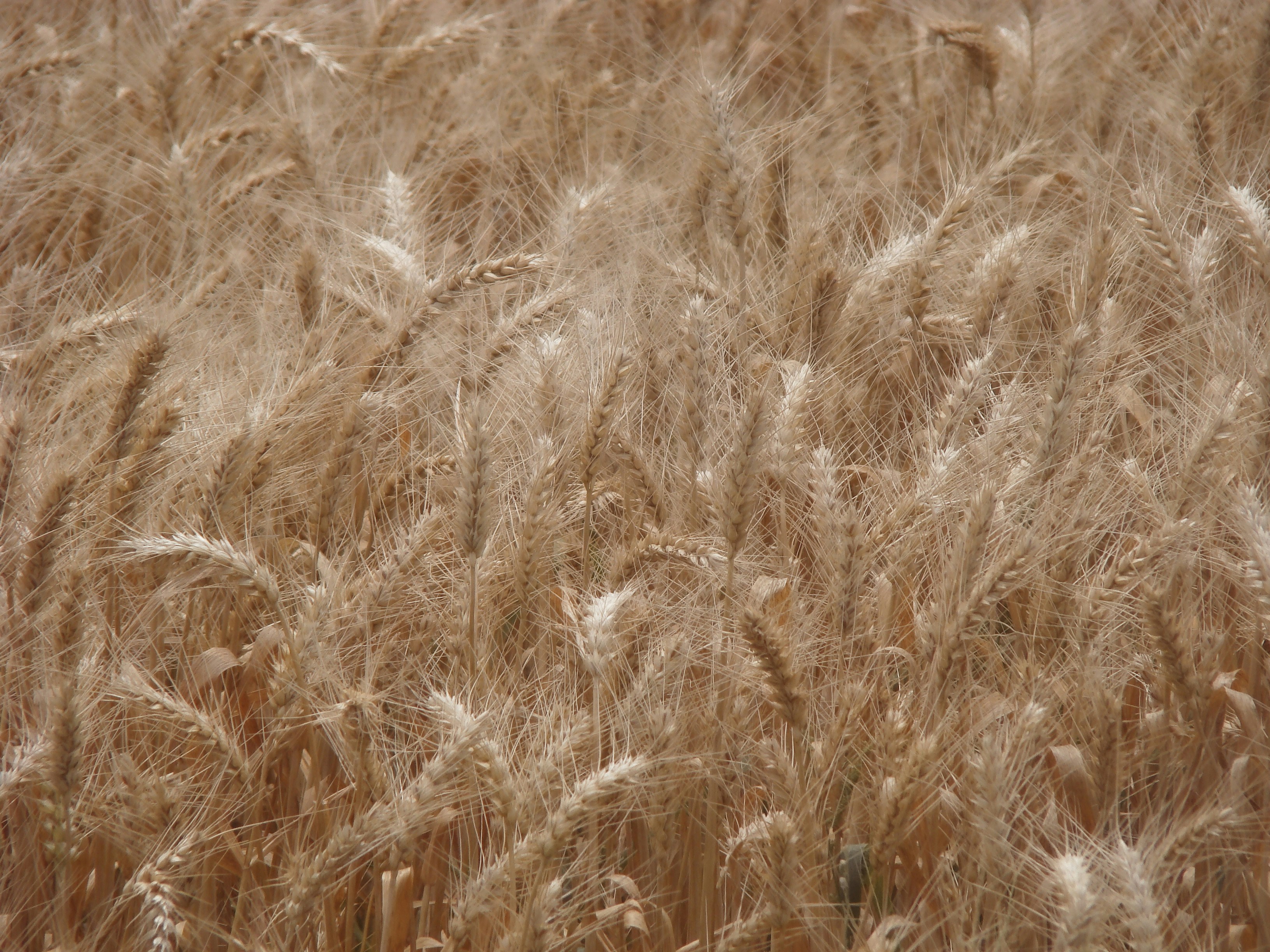 Photo by maro_of_sengu