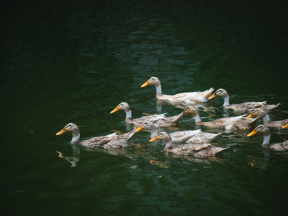 a flock of ducks floating on top of a lake