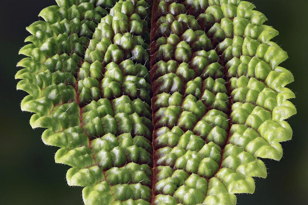 a close up of a plant with green leaves