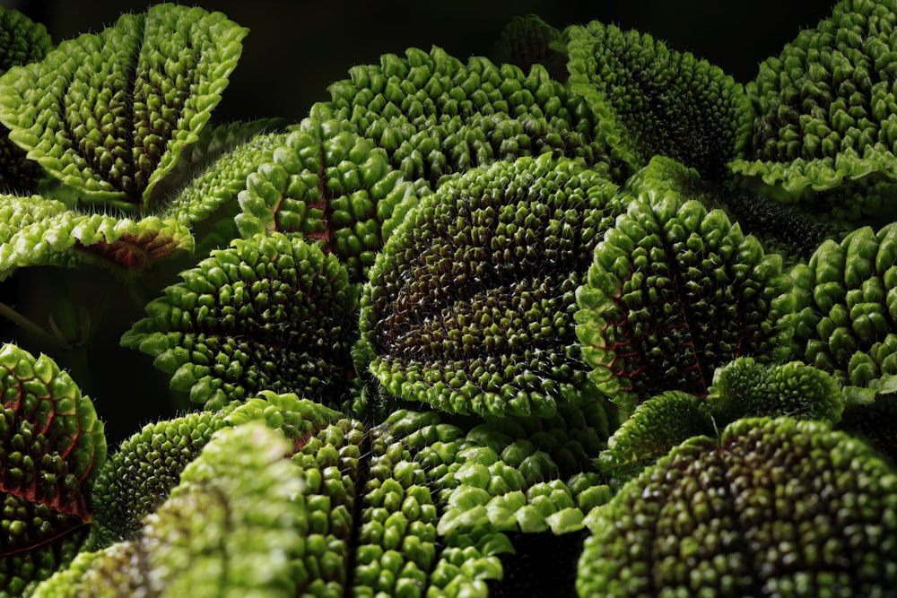 a close up of a bunch of green plants